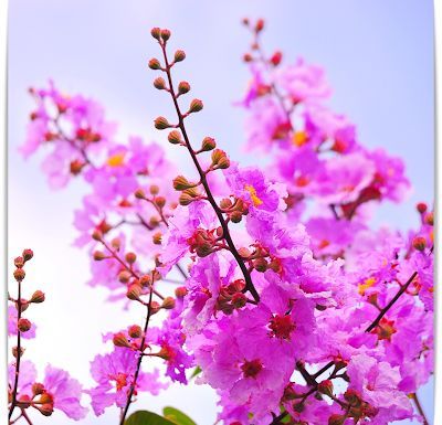 อินทนิลบก